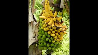 Plátano o Banano  Como COSECHAR Plátano o Banano [upl. by Hsirrehc984]