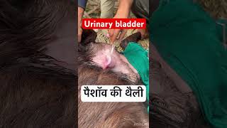 Urinary bladder l dr Umar khan [upl. by Muhammad]