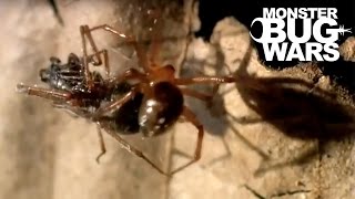 Rufus Comb Footed Spider vs Spitting Spider  MONSTER BUG WARS [upl. by Dera]