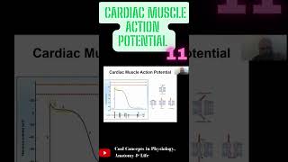 Cardiac Muscle Action Potential  Part11 shorts youtubeshorts youtube ytshorts [upl. by Bashee]