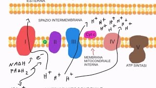 CORSO DI BIOCHIMICA  LEZIONE 15 DI 47  FOSFORILAZIONE OSSIDATIVA  PARTE 1 [upl. by Amaj]