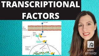 TRANSCRIPTIONAL FACTORS Gene regulation and the role of oestrogen explained [upl. by Trebliw526]