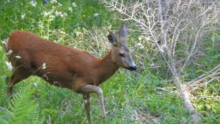 Labbaio del capriolo femmina di capriolo alla disperata ricerca del proprio cucciolo [upl. by Adalbert]