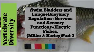 Swim Bladders amp LungsBuoyancy RegulationNervous FunctionsElectric FishesMiller amp HarleyPart 2 [upl. by Mogerly]