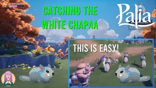 How to Catch Those White Chapaas EASILY in Palia [upl. by Nylaret]