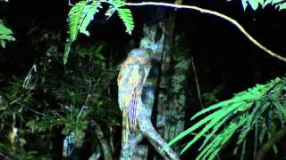 Amazonian Longtailed Potoo Nyctibius aethereus longicaudatus [upl. by Fabien]