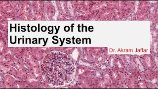 Histology of the urinary system [upl. by Aicitel899]