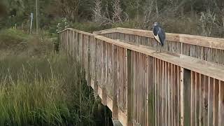 Parrots on the Perch in Jacksonville Florida [upl. by Noevad]