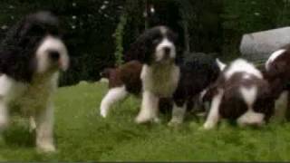 Dogs 101 English Springer Spaniel [upl. by Ahsiram]