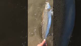 HEALTHY Speckled Trout RELEASE fishing followformore fish [upl. by Flower]