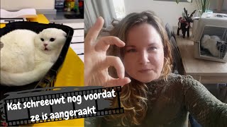 Kattengedragstherapeut reageert op kattenfilmpje 3  Angstige kat met geluiden bij dierenarts [upl. by Enajyram307]