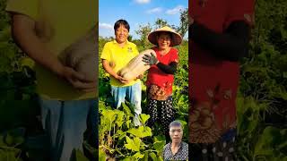 Farmers harvest super large pumpkins shorts fruit naturallifeb satisfying naturelife rural [upl. by Cosenza857]