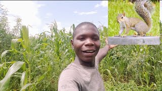 how squirrelsrats termites and birds are destroying my crops in the garden [upl. by Lebisor]