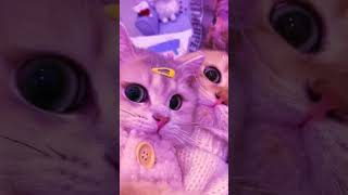 cutecatcutecutebabycatsshortsviralcatsloversshortsfeedshortsyoutubeshortsviralkawaiianimal [upl. by Nilram503]