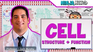 Cell Biology  Cell Structure amp Function [upl. by Seline]