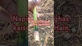 Napier ghas kaise lagate Hain trendingshorts youtubeshort shortsvideo youtubeshoviralshorts [upl. by Curt]