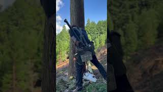 Lumberjack skunk 伐倒 lumberjack chainsaw logger logging 林業 [upl. by Erdnassak]