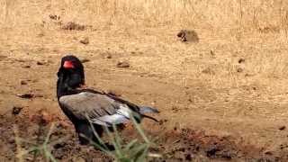 Bateleur  A beautiful eagle seen in the Kruger Park [upl. by Dasa301]