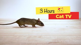 CAT TV  Mouse for cats to watch 3 HOURS [upl. by Luhey]