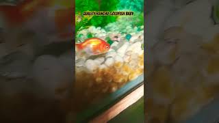 Cute Baby Ranchu Goldfish fish aquarium shorts shortsfeed youtubeshorts goldfish [upl. by Eignat528]