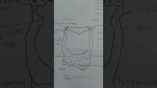 Herdmania  Bsc Msc zoology practical  shorts youtubeshorts science [upl. by Alian]