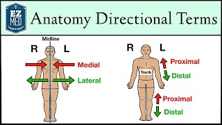 Anatomical Position and Directional Terms Anatomy MADE EASY [upl. by Amado587]