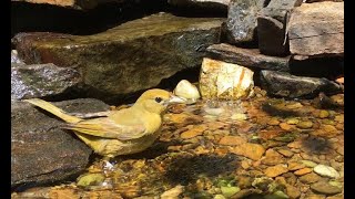 Summer Tanager Call  Female Summer Tanager Demonstrates Her Call While Taking a Bath [upl. by Matlick417]