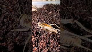 Its hard work giving birth A female Acheta domesticus cricket can lay around 100 eggs per day [upl. by Suiradal]