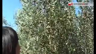 TG 040814 Xylella Fastidiosa la Puglia chiede aiuti al Governo [upl. by Leiser]