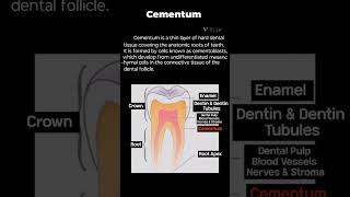 Cementum Dental Anatomydentalhygienist dentist dentalhygiene dentistry study [upl. by Nylesoj430]