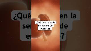 🤔 ¿Qué ocurre en la semana 4 de embarazo 🤰 Síntomas y desarrollo del bebé [upl. by Eugine350]