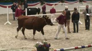 Körung du Holstein 2008  En Allemagne il ny a pas que les chevaux qui sautent [upl. by Sclater257]