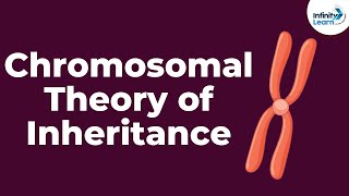 Genetics  Chromosomal Theory of Inheritance  Lesson 9  Dont Memorise [upl. by Esidnac]