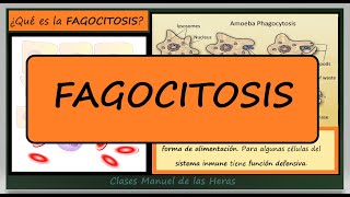 ¿Qué es la FAGOCITOSIS Defensa Inmunitaria y Nutrición Celular Biología [upl. by Lenra876]