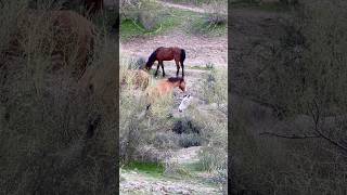 Wild horses Spiritual mustangs wildanimals horsevideo wildlife nature equestrian [upl. by Montano]