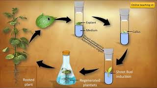 Organogenesis and Embryogenesis  Tissue culture in hindi [upl. by Adnuahsal]