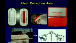 Synchronizing Estrous Heat Detection and AI [upl. by Dasie494]