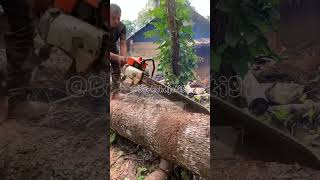 Amazing skill cutting wood is the best shorts [upl. by Othella555]