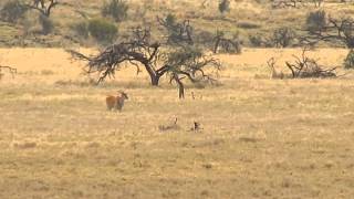 Eland VS Lion Lewa [upl. by Arbe]