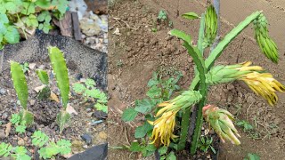 The easiest way to plant a dragon fruit tree kheang22 dragonfruit [upl. by Aileahcim102]