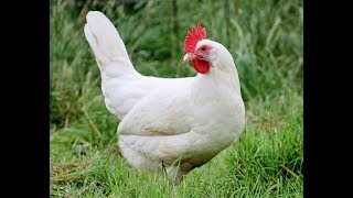 Gallina Livornese la gallina ovaiola più prolifica [upl. by Mar330]