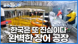 어느새 일본보다 제대로 키우는 한국 장어┃돈 된다는 말에 등장한 완벽한 장어 공장┃할 때 제대로 하는 한국인┃양식장┃극한직업┃골라듄다큐 [upl. by Dressel]