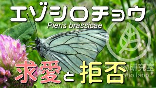 【エゾシロチョウ求愛と拒否】Pieris brassicae [upl. by Courtund904]