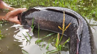 Unique Water Hyacinth Fishing  Best Fishing Videofishing [upl. by Silado]