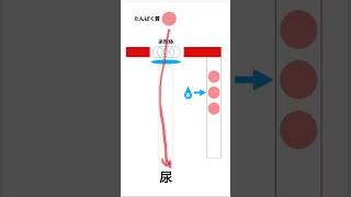 ネフローゼ症候群についてざっくりと解説【1分でわかる解剖生理学】shorts [upl. by Nymsaj]