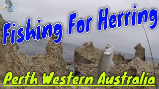 How to Catch Herring Fish in Perth  Fishing Western Australia [upl. by Jeannette]