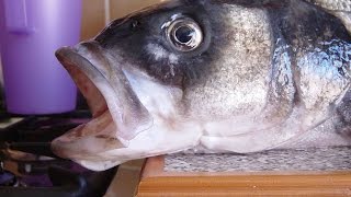 Sea Bass On The Kayak River Beaulieu Hampshire [upl. by Hildagard504]