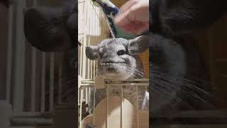 Healing Process infloofencer chinchilla chinfluencer cute chinchillacuteness [upl. by Retsam]