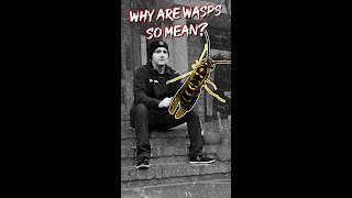 Why Are Wasps So Mean  Stoop Thoughts wasps shorts shortsfeed [upl. by Pack]