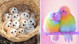 Smart And Funny Parrots Parrot Talking Videos Compilation 2023  Cute Birds 44 [upl. by Iror]